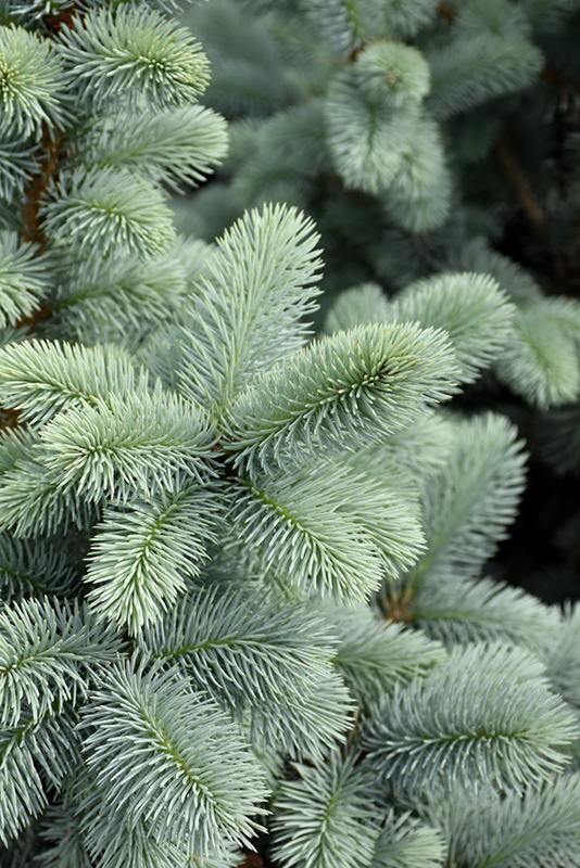 Hoopsii Blue Spruce (Picea pungens 'Hoopsii') at Ritchie Feed & Seed Inc.