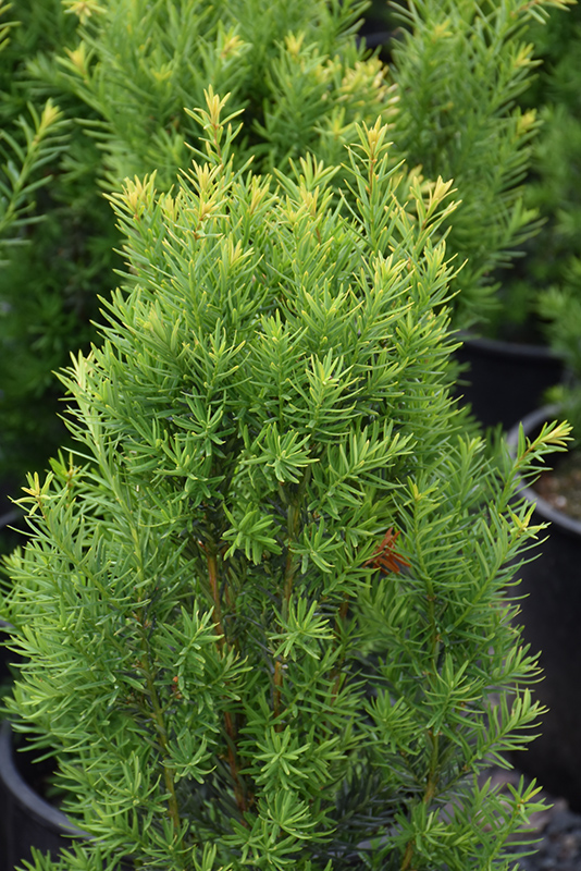 Nova Japanese Yew (Taxus cuspidata 'Nova') at Ritchie Feed & Seed Inc.
