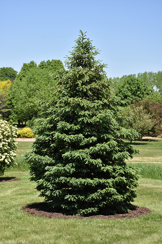 Black Hills Spruce (Picea glauca 'Densata') at Ritchie Feed & Seed Inc.