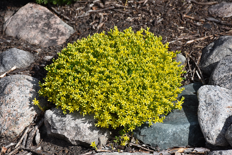 Golden Moss Stonecrop (Sedum acre 'Aureum') at Ritchie Feed & Seed Inc.