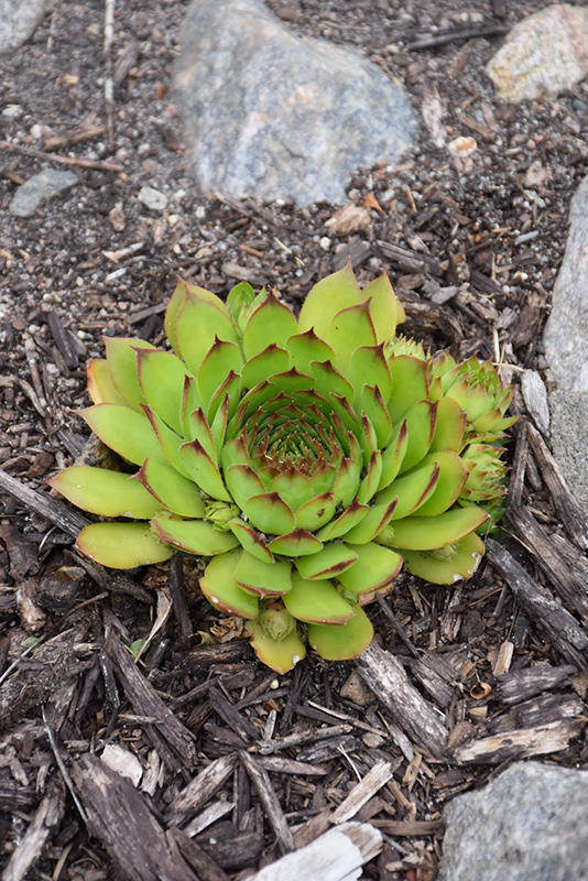 Sunset Hens And Chicks (Sempervivum 'Sunset') at Ritchie Feed & Seed Inc.