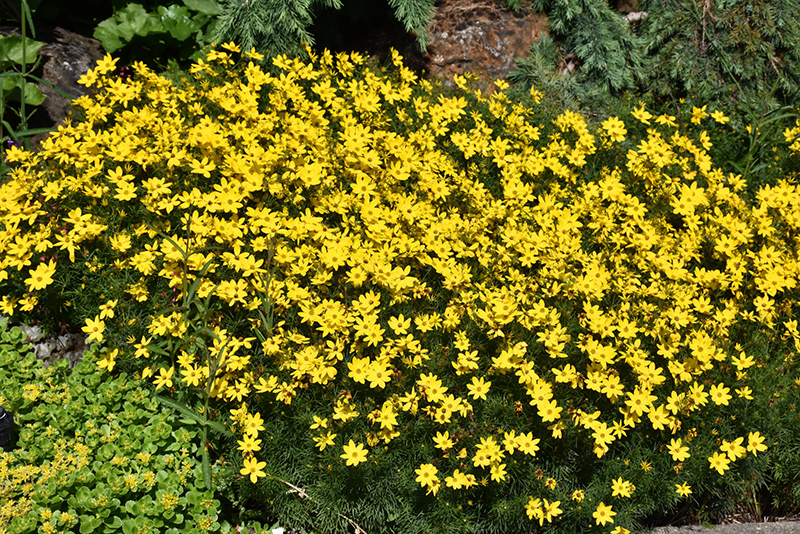 Zagreb Tickseed (Coreopsis verticillata 'Zagreb') at Ritchie Feed & Seed Inc.