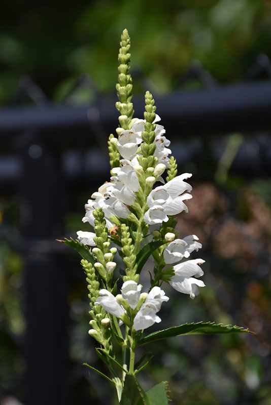 Crystal Peak White Obedient Plant (Physostegia virginiana 'Crystal Peak White') at Ritchie Feed & Seed Inc.