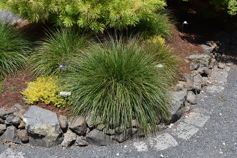 Burgundy Bunny Dwarf Fountain Grass (Pennisetum alopecuroides 'Burgundy Bunny') at Ritchie Feed & Seed Inc.