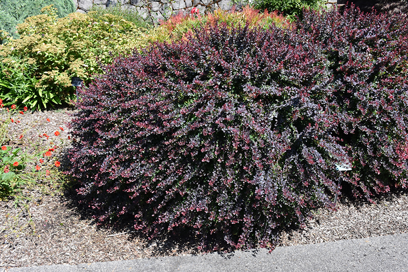 Royal Burgundy Japanese Barberry (Berberis thunbergii 'Gentry') at Ritchie Feed & Seed Inc.
