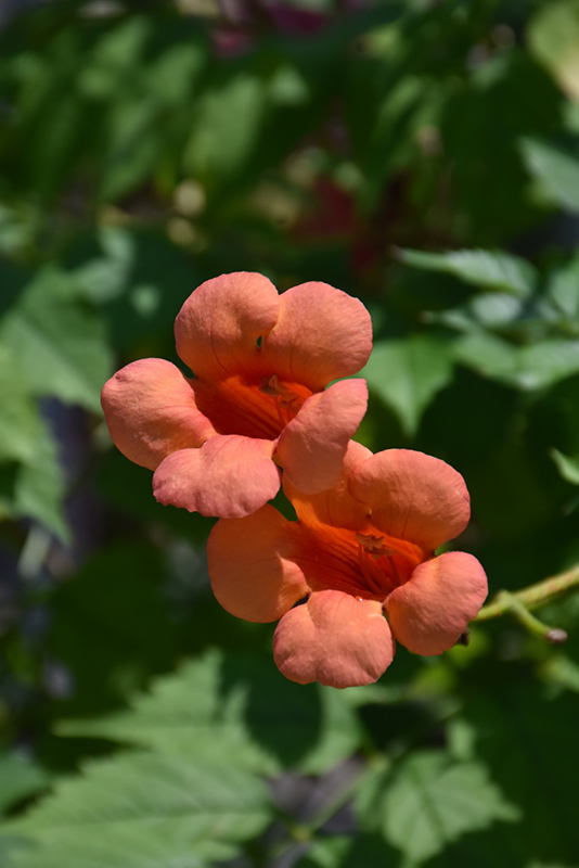 Indian Summer Trumpetvine (Campsis x tagliabuana 'Indian Summer') at Ritchie Feed & Seed Inc.