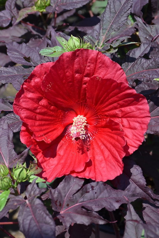 Midnight Marvel Hibiscus (Hibiscus 'Midnight Marvel') at Ritchie Feed & Seed Inc.