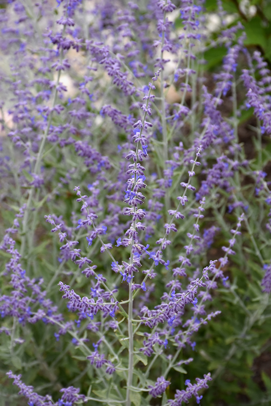 Little Spire Russian Sage (Perovskia 'Little Spire') at Ritchie Feed & Seed Inc.