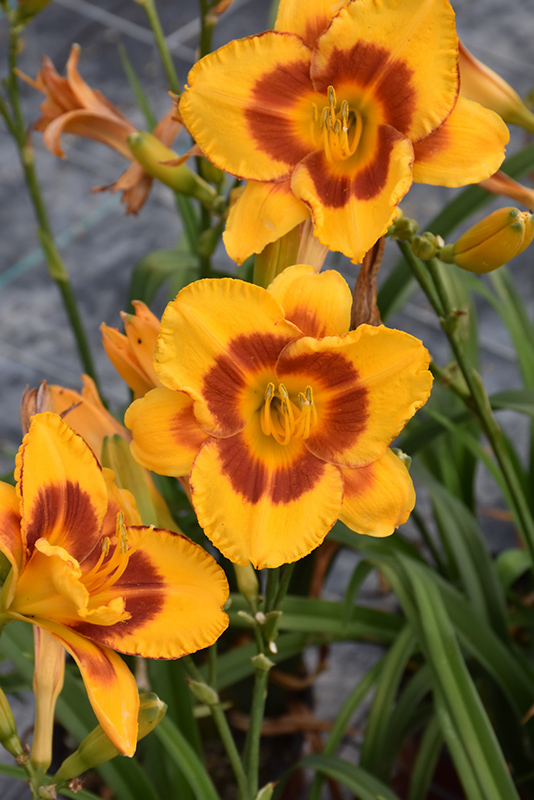 Fooled Me Daylily (Hemerocallis 'Fooled Me') at Ritchie Feed & Seed Inc.