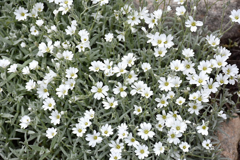 Snow-In-Summer (Cerastium tomentosum) at Ritchie Feed & Seed Inc.