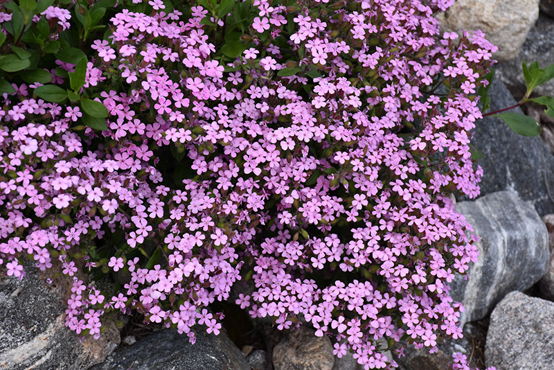 Rock Soapwort (Saponaria ocymoides) at Ritchie Feed & Seed Inc.