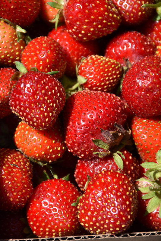 Fort Laramie Strawberry (Fragaria 'Fort Laramie') at Ritchie Feed & Seed Inc.