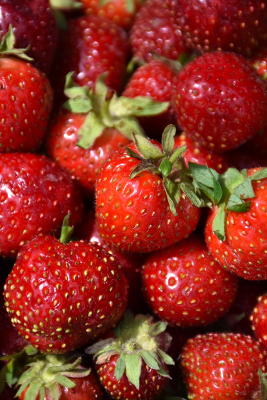 Quinault Strawberry (Fragaria 'Quinault') at Ritchie Feed & Seed Inc.