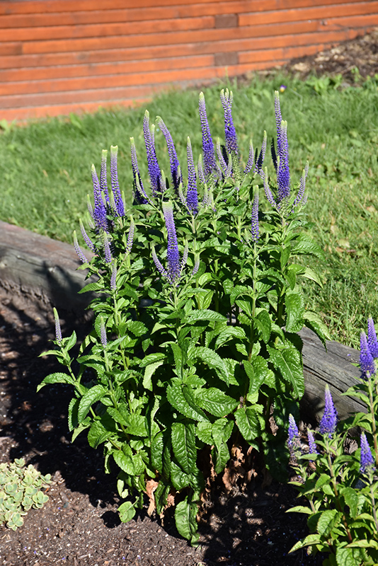 Sunny Border Blue Speedwell (Veronica 'Sunny Border Blue') at Ritchie Feed & Seed Inc.