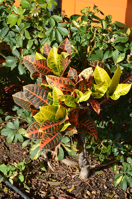Variegated Croton (Codiaeum variegatum 'var. pictum') at Ritchie Feed & Seed Inc.