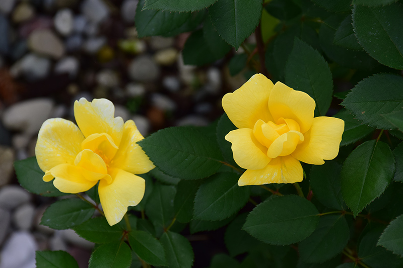 Sunny Knock Out Rose (Rosa 'Radsunny') at Ritchie Feed & Seed Inc.
