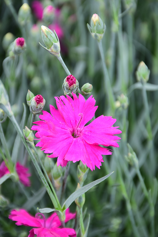 Neon Star Pinks (Dianthus 'Neon Star') at Ritchie Feed & Seed Inc.