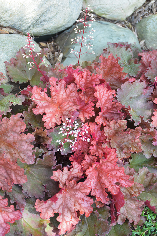 Peachberry Ice Coral Bells (Heuchera 'Peachberry Ice') at Ritchie Feed & Seed Inc.