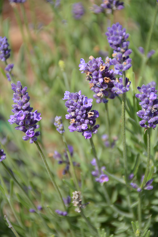 Ellagance Purple Lavender (Lavandula angustifolia 'Ellagance Purple') at Ritchie Feed & Seed Inc.