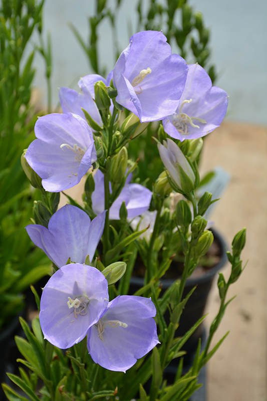 Peachleaf Bellflower (Campanula persicifolia) at Ritchie Feed & Seed Inc.