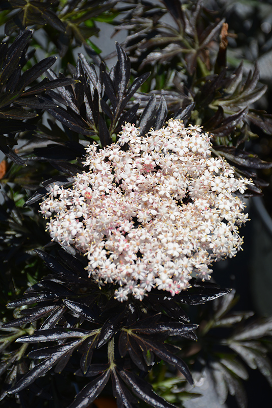 Laced Up Elder (Sambucus nigra 'SNR1292') at Ritchie Feed & Seed Inc.