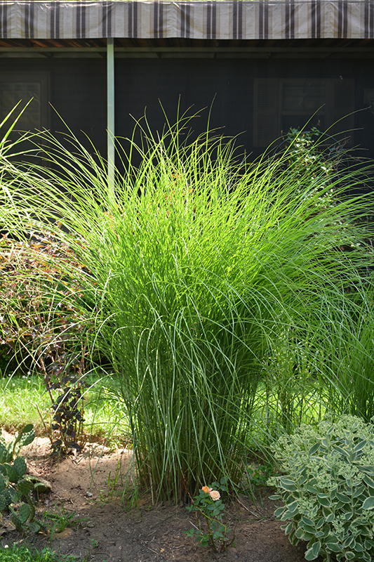 Gracillimus Maiden Grass (Miscanthus sinensis 'Gracillimus') at Ritchie Feed & Seed Inc.