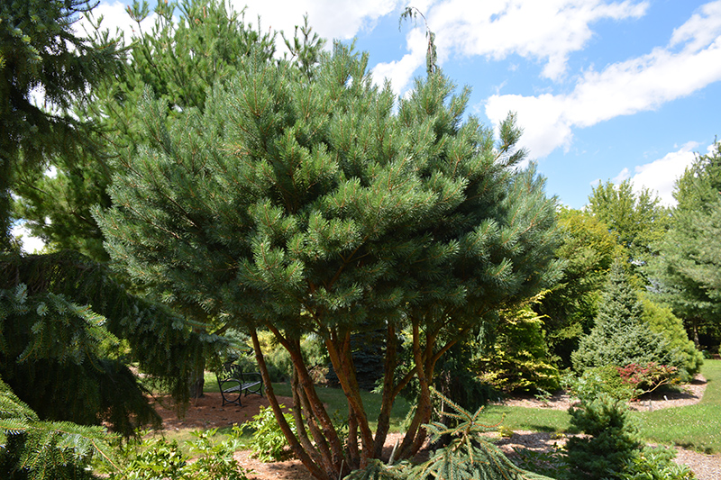 Waterer Scotch Pine (Pinus sylvestris 'Watereri') at Ritchie Feed & Seed Inc.