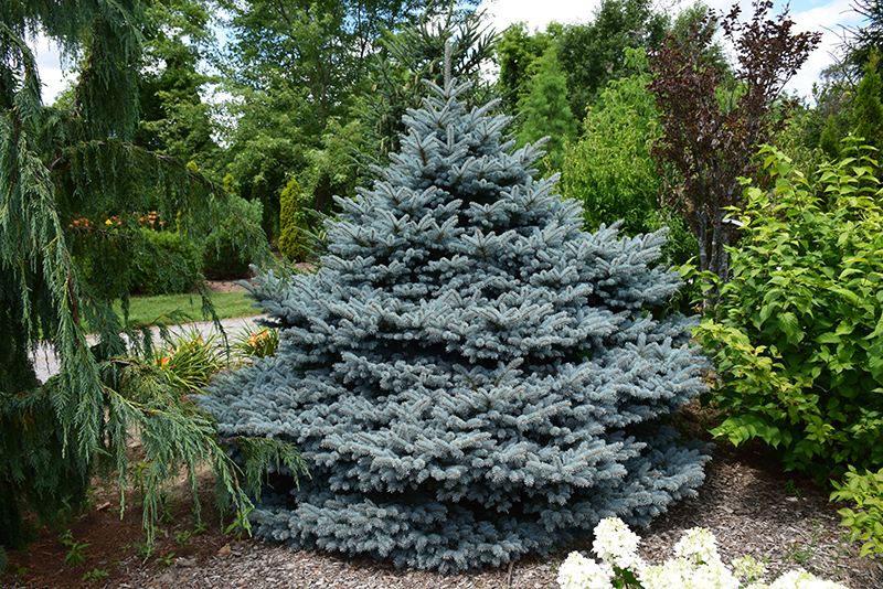 Montgomery Blue Spruce (Picea pungens 'Montgomery') at Ritchie Feed & Seed Inc.