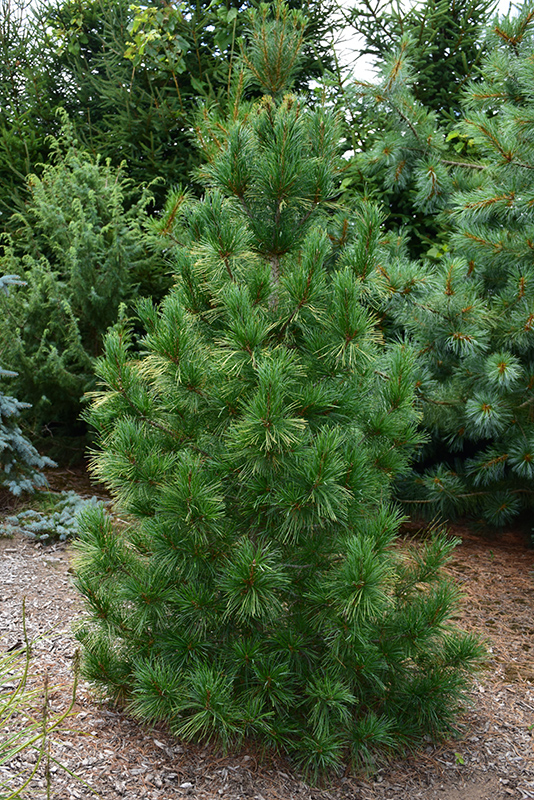 Columnar White Pine (Pinus strobus 'Fastigiata') at Ritchie Feed & Seed Inc.