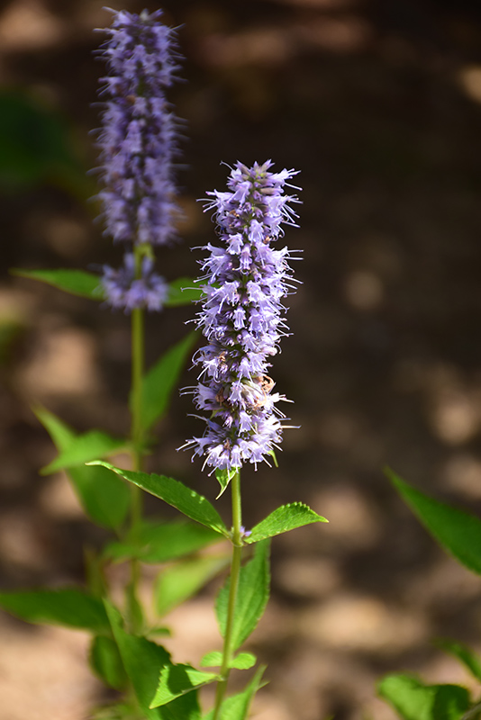 Blue Fortune Anise Hyssop (Agastache 'Blue Fortune') at Ritchie Feed & Seed Inc.