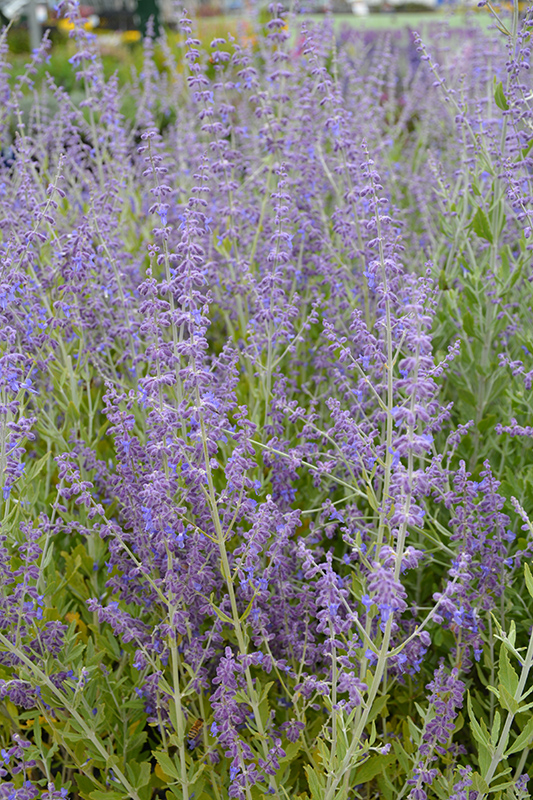 Little Spire Russian Sage (Perovskia 'Little Spire') at Ritchie Feed & Seed Inc.