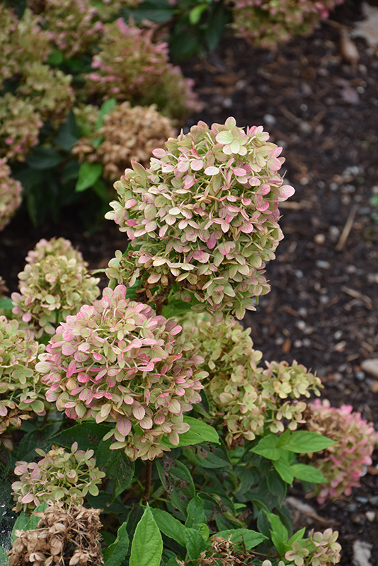 Little Lime Hydrangea (Hydrangea paniculata 'Jane') at Ritchie Feed & Seed Inc.