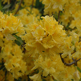 Plant Photo 10