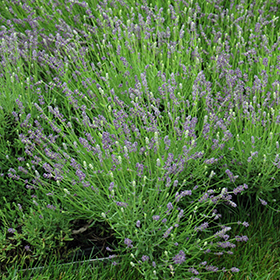 Lavender Lace Rose (Rosa 'Lavender Lace') in Ottawa Gatineau Kanata Nepean  Brockville Rockland Ontario ON at Ritchie Feed & Seed Inc.