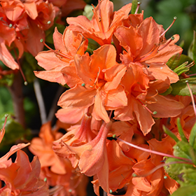 Plant Photo 2
