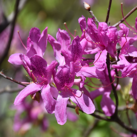 Plant Photo 1