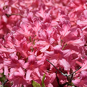 Plant Photo 6