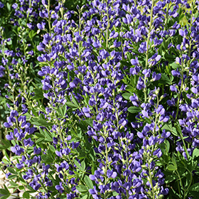 Plant Photo 8