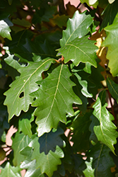 Kindred Spirit Oak (Quercus x warei 'Nadler') in Ottawa Gatineau Kanata ...